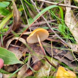 Marasmius elegans at Glenbog State Forest - 18 Jan 2024 12:22 PM