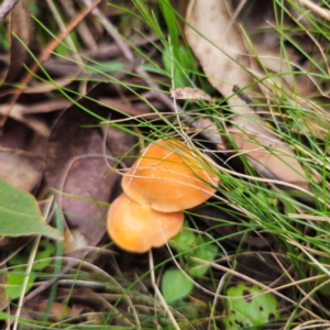 Marasmius elegans at Glenbog State Forest - 18 Jan 2024 12:22 PM