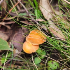 Marasmius elegans at Glenbog State Forest - 18 Jan 2024