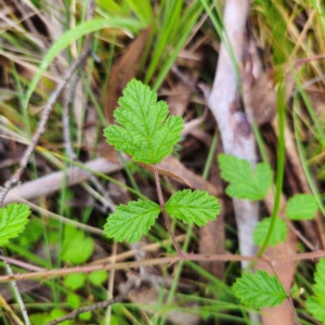 Rubus parvifolius at Glenbog State Forest - 18 Jan 2024 10:37 AM