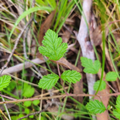 Rubus parvifolius (Native Raspberry) at Bemboka, NSW - 17 Jan 2024 by Csteele4