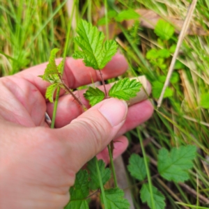 Rubus parvifolius at Glenbog State Forest - 18 Jan 2024