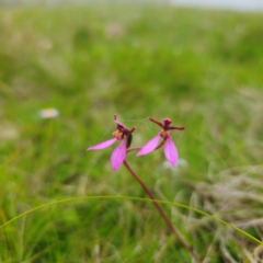 Eriochilus magenteus (Magenta Autumn Orchid) at Nunnock Grassland Walking Track - 18 Jan 2024 by Csteele4