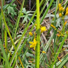 Bulbine sp. at Glen Allen, NSW - 18 Jan 2024 by Csteele4