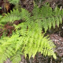 Calochlaena dubia (Rainbow Fern) at Buxton, NSW - 17 Jan 2024 by plants