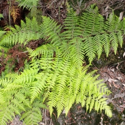 Calochlaena dubia (Rainbow Fern) at Buxton, NSW - 18 Jan 2024 by plants