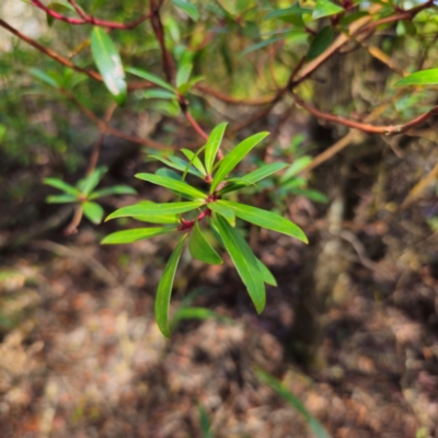 Tasmannia lanceolata (Mountain Pepper) at Glen Allen, NSW - 18 Jan 2024 by Csteele4