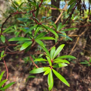 Tasmannia lanceolata at South East Forest National Park - 18 Jan 2024