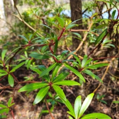 Tasmannia lanceolata at South East Forest National Park - 18 Jan 2024