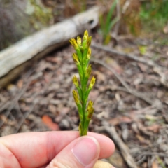 Prasophyllum flavum (Yellow Leek Orchid) at Nunnock Swamp - 18 Jan 2024 by Csteele4