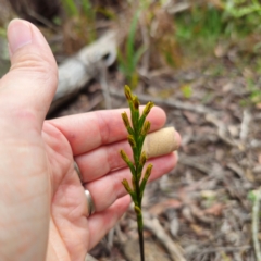 Prasophyllum flavum at Glen Allen, NSW - 18 Jan 2024