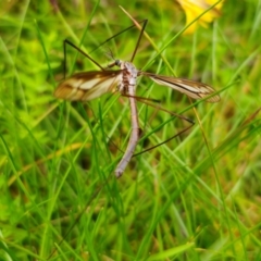 Ptilogyna (Plusiomyia) gracilis (A crane fly) at Nunnock Swamp - 18 Jan 2024 by Csteele4