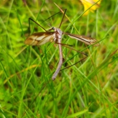 Ptilogyna (Plusiomyia) gracilis (A crane fly) at South East Forest National Park - 18 Jan 2024 by Csteele4