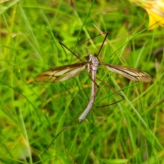 Ptilogyna (Plusiomyia) gracilis at South East Forest National Park - 18 Jan 2024