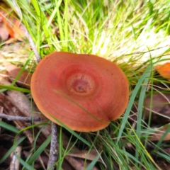 Lactarius eucalypti (Lactarius eucalypti) at Nunnock Swamp - 18 Jan 2024 by Csteele4