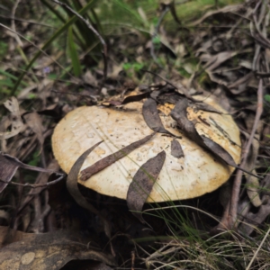 Amanita ochrophylla group at Glenbog State Forest - 18 Jan 2024