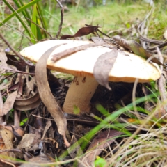 Amanita ochrophylla group at Glenbog State Forest - 18 Jan 2024