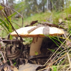 Amanita ochrophylla group at Glenbog State Forest - 18 Jan 2024