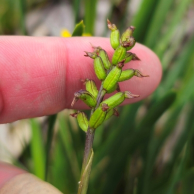 Corunastylis nuda (Tiny Midge Orchid) at Nunnock Swamp - 18 Jan 2024 by Csteele4