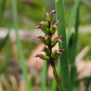 Corunastylis nuda at South East Forest National Park - 18 Jan 2024