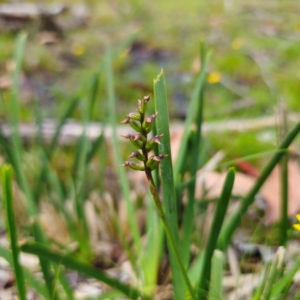 Corunastylis nuda at South East Forest National Park - 18 Jan 2024