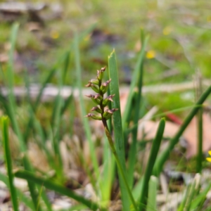 Corunastylis nuda at South East Forest National Park - suppressed