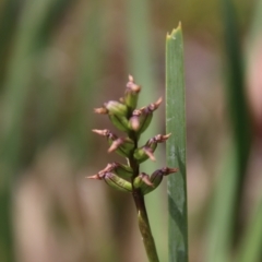 Corunastylis nuda at South East Forest National Park - 18 Jan 2024