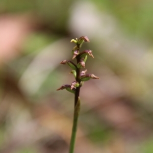 Corunastylis nuda at South East Forest National Park - suppressed