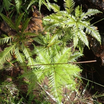 Sticherus flabellatus (Shiny Fan-fern, Umbrella Fern) at Bargo State Conservation Area - 17 Jan 2024 by plants