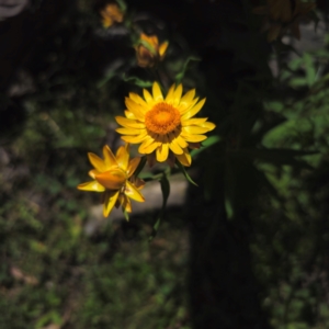 Xerochrysum bracteatum at Glen Allen, NSW - 18 Jan 2024