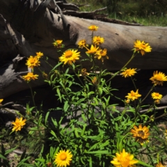 Xerochrysum bracteatum at Glen Allen, NSW - 18 Jan 2024