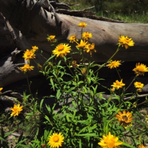 Xerochrysum bracteatum at Glen Allen, NSW - 18 Jan 2024