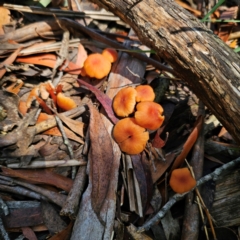 Laccaria sp. (Laccaria) at Nunnock Swamp - 18 Jan 2024 by Csteele4