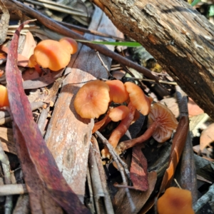 Laccaria sp. at South East Forest National Park - 18 Jan 2024