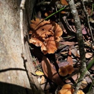 Laccaria sp. at South East Forest National Park - 18 Jan 2024