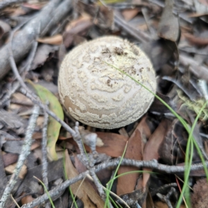 Amanita sp. at South East Forest National Park - 18 Jan 2024 02:26 PM