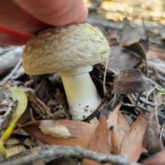 Amanita sp. at South East Forest National Park - 18 Jan 2024 02:26 PM