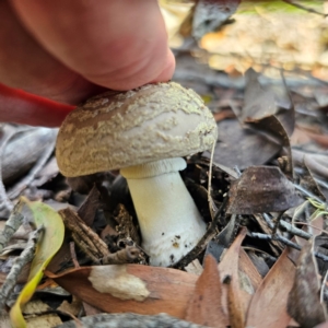 Amanita sp. at South East Forest National Park - 18 Jan 2024