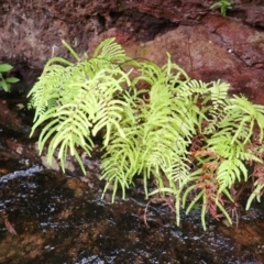 Gleichenia microphylla (Scrambling Coral Fern) at Bargo State Conservation Area - 17 Jan 2024 by plants