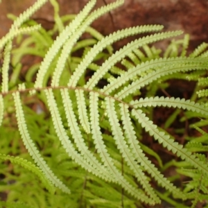 Gleichenia microphylla at Wingecarribee Local Government Area - suppressed