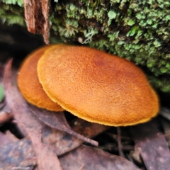 Gymnopilus sp. (Gymnopilus) at South East Forest National Park - 18 Jan 2024 by Csteele4