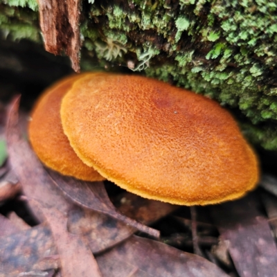 Gymnopilus sp. (Gymnopilus) at Glen Allen, NSW - 18 Jan 2024 by Csteele4