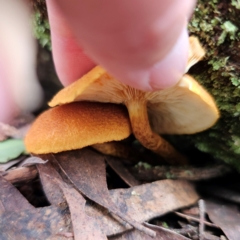 Gymnopilus sp. at South East Forest National Park - 18 Jan 2024 02:59 PM