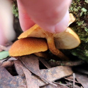 Gymnopilus sp. at South East Forest National Park - 18 Jan 2024 02:59 PM