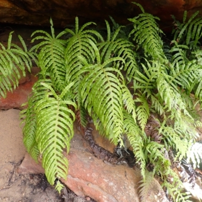 Blechnum cartilagineum (Gristle Fern) at Bargo State Conservation Area - 17 Jan 2024 by plants