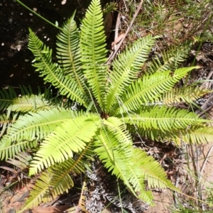 Blechnum nudum at Bargo State Conservation Area - 18 Jan 2024 10:03 AM