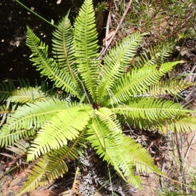 Blechnum nudum (Fishbone Water Fern) at Buxton, NSW - 18 Jan 2024 by plants