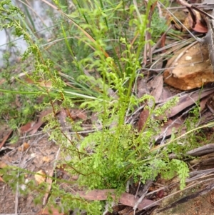 Lindsaea microphylla at Bargo State Conservation Area - 18 Jan 2024