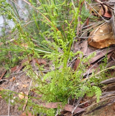 Lindsaea microphylla (Lacy Wedge-fern) at Bargo State Conservation Area - 17 Jan 2024 by plants