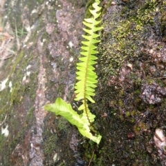 Nephrolepis cordifolia (Fishbone Fern) at Bargo State Conservation Area - 17 Jan 2024 by plants